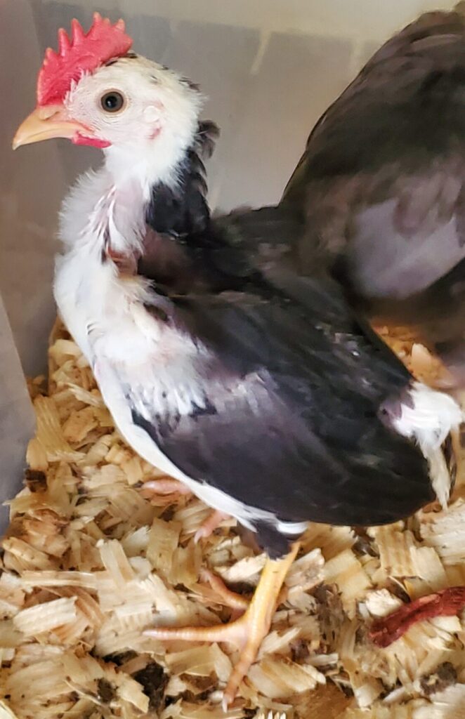 Punk Rock Rooster Naming Contest